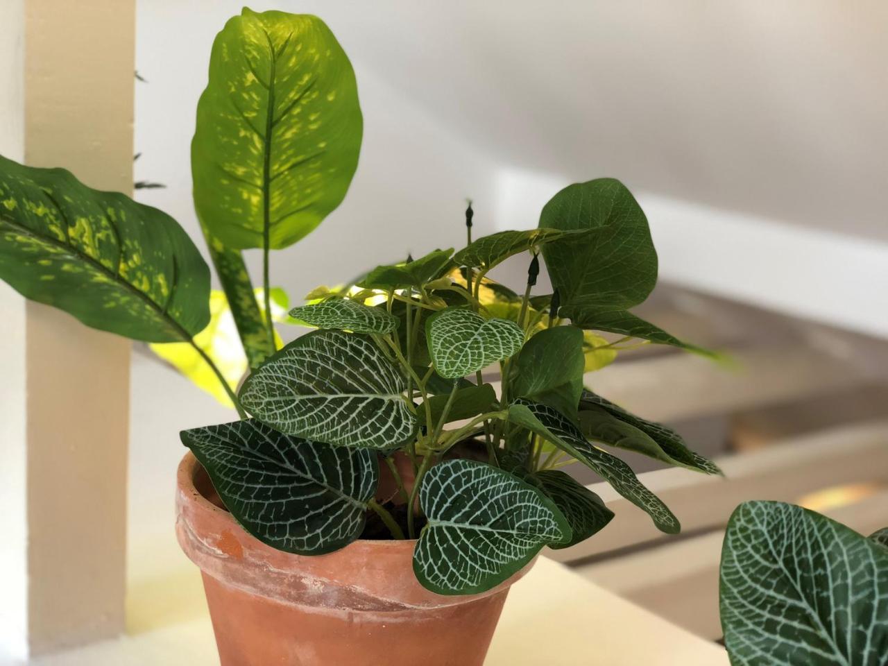 Botanic Views Guest House Lisboa المظهر الخارجي الصورة